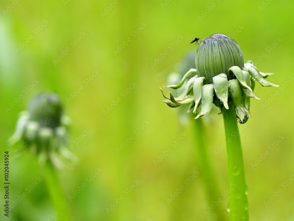 绿色草地上的蒲公英芽