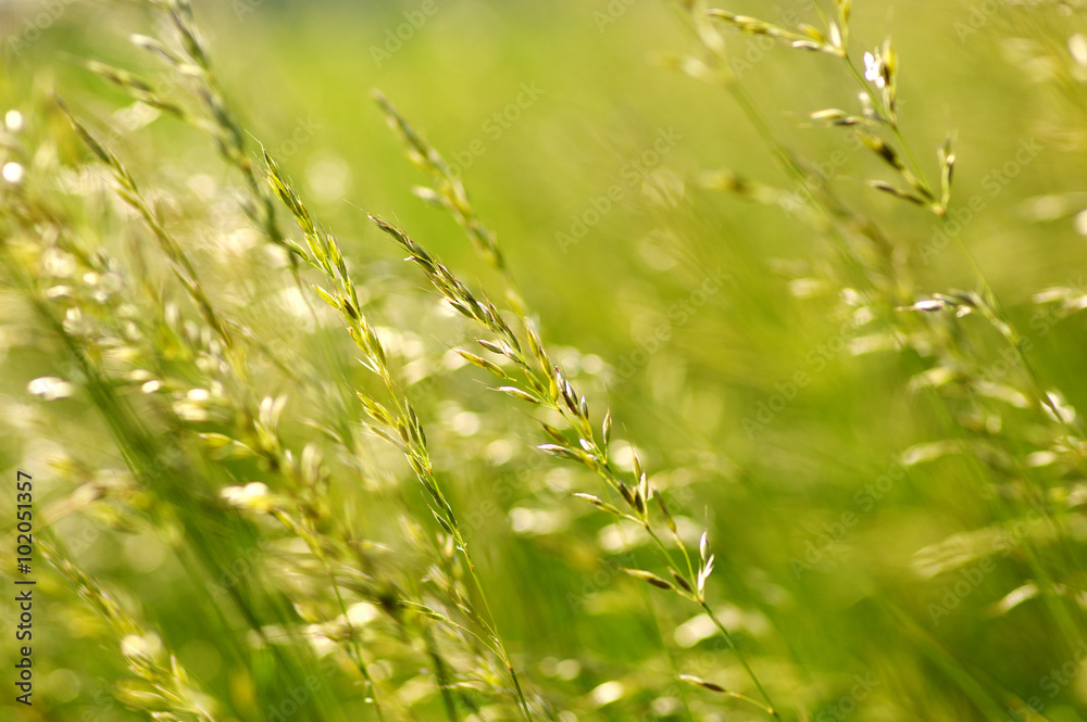  green plants