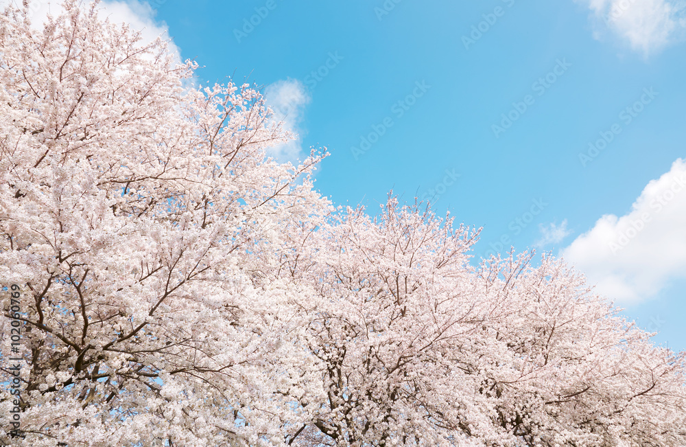 桜　染井吉野