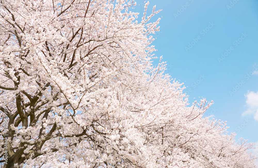 桜　染井吉野