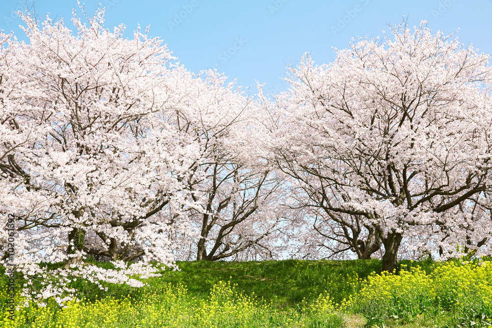 日本の春の風景