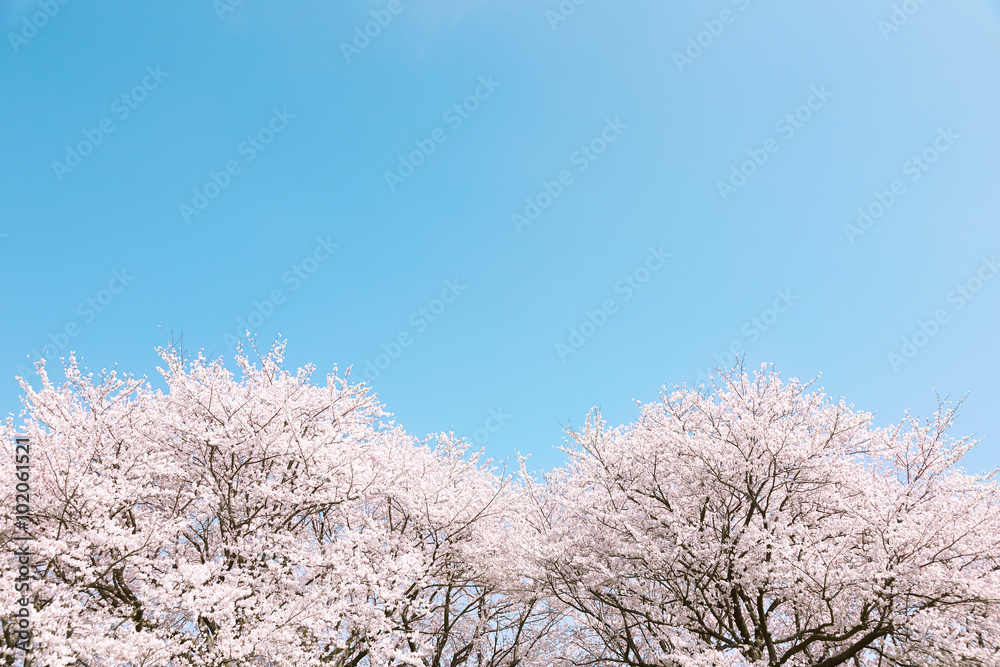 桜　染井吉野