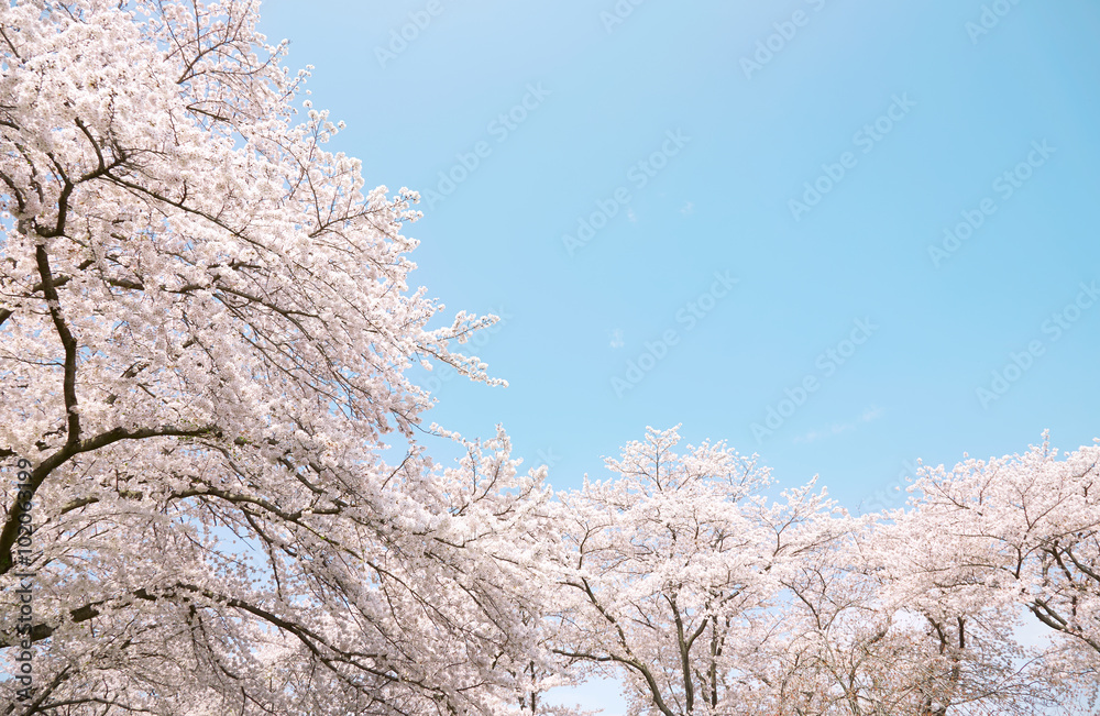 桜　染井吉野