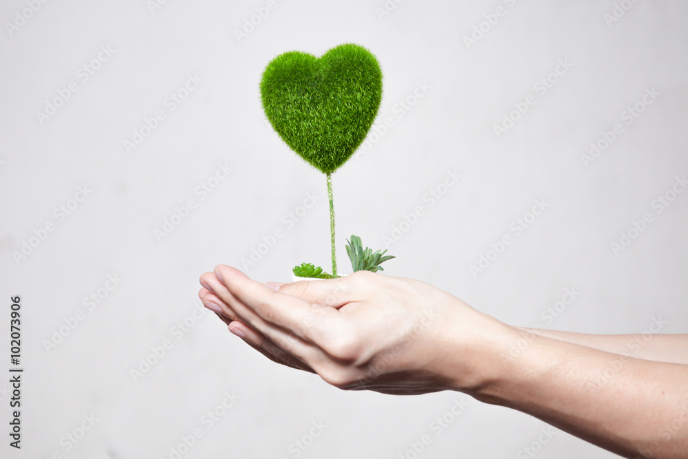 Human hands holding tree in heart-shape in white isolated