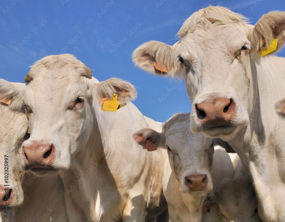 肖像画de vaches charolaises et leurs veaux，