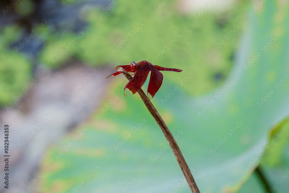 Dragonfly species that are red found in Thailand. Neurothemis fulvia