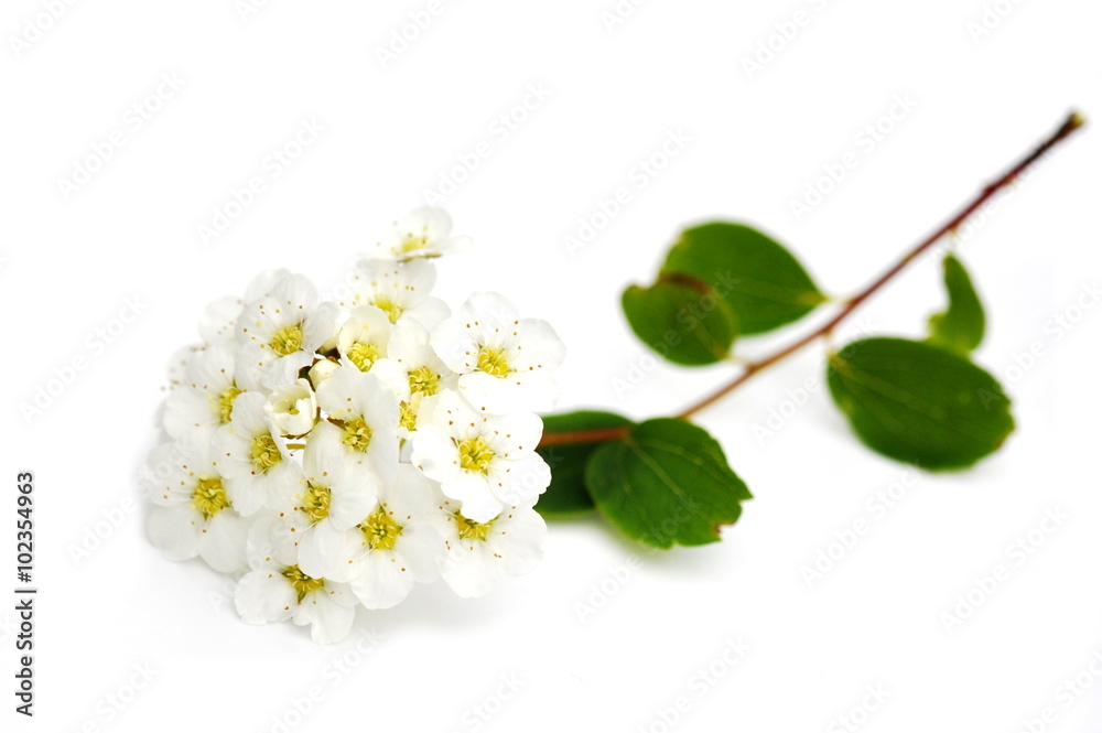 Branch of white spiraea on white background