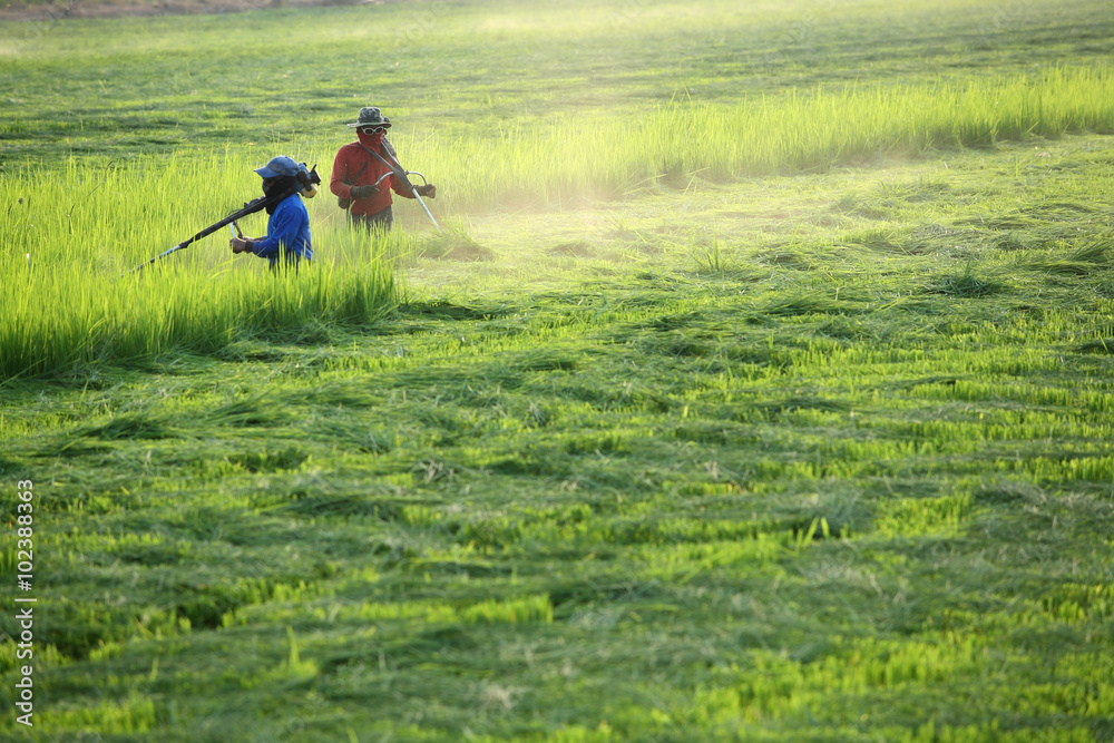 farmer cutting on rice field.