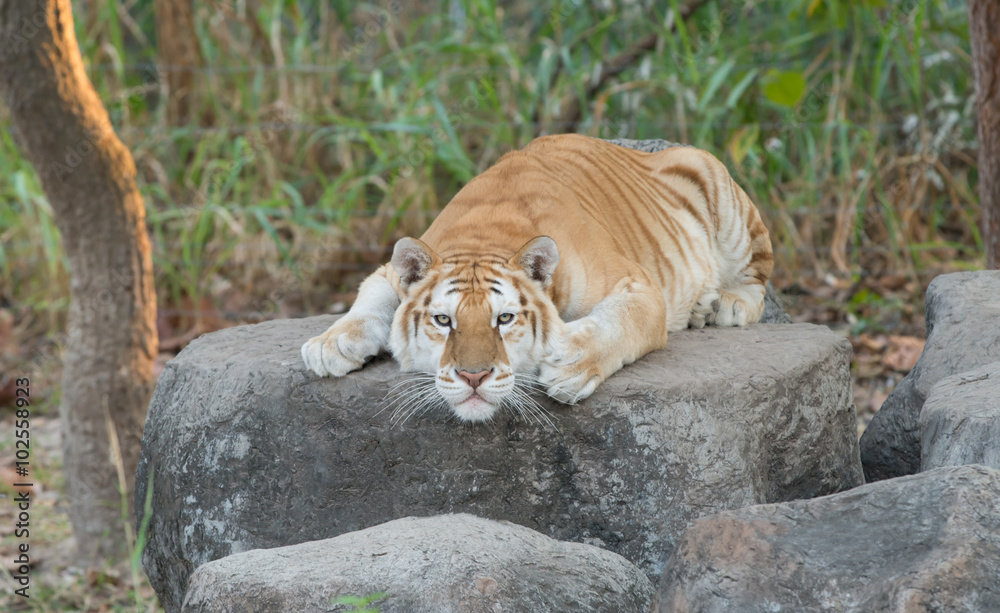 golden tabby tiger