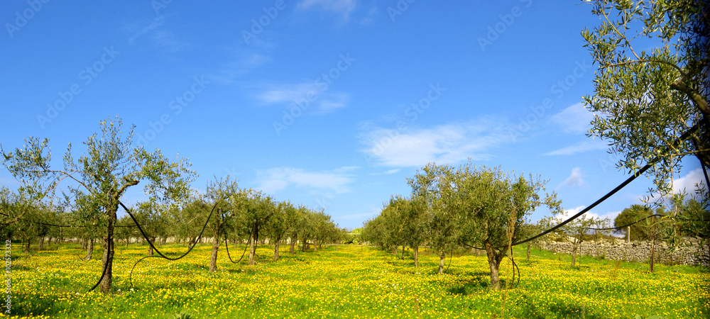 Piantagione di ulivo