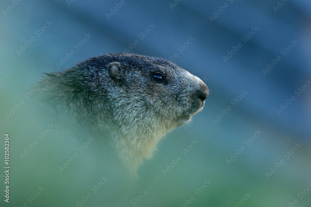 Marmot，Marmota Marmota，一种可爱的动物，坐在草地上，有自然岩山栖息地，以前