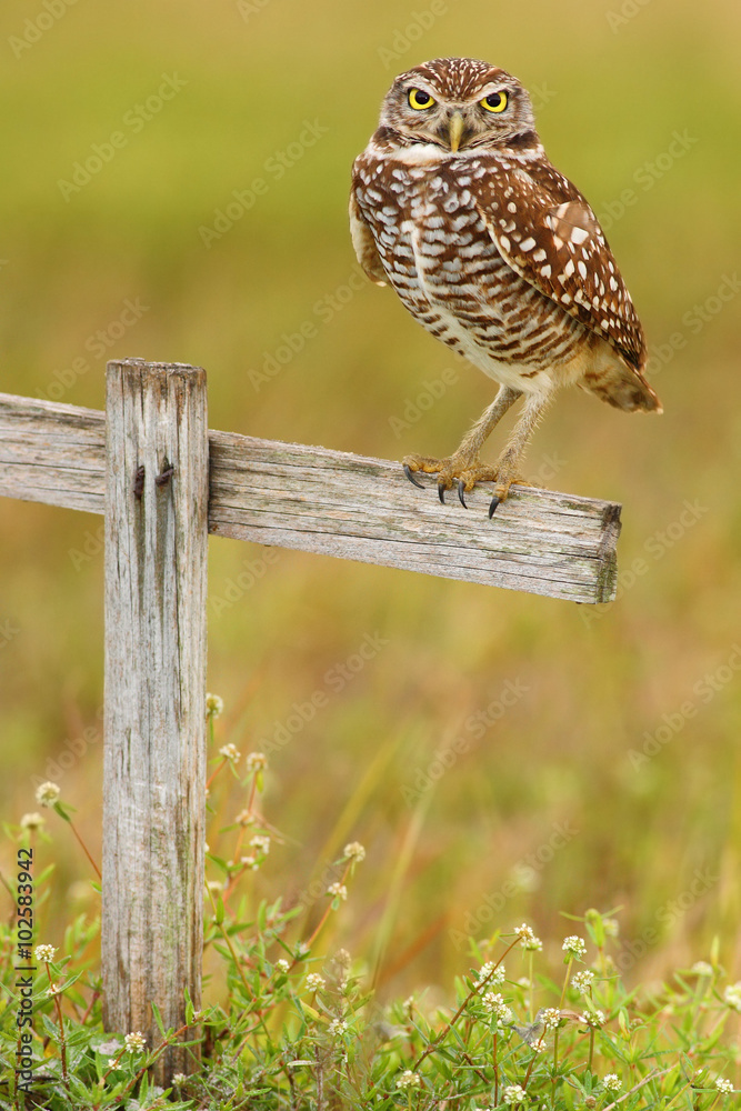 Burrowing Owl, Athene cunicularia, sitting in wooden cross in Cape Coral, Florida, USA