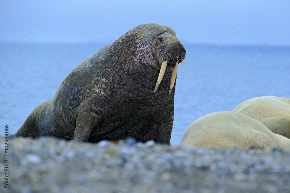 The walrus, Odobenus rosmarus, stick out from blue water on pebble beach, Svalbard, Norway