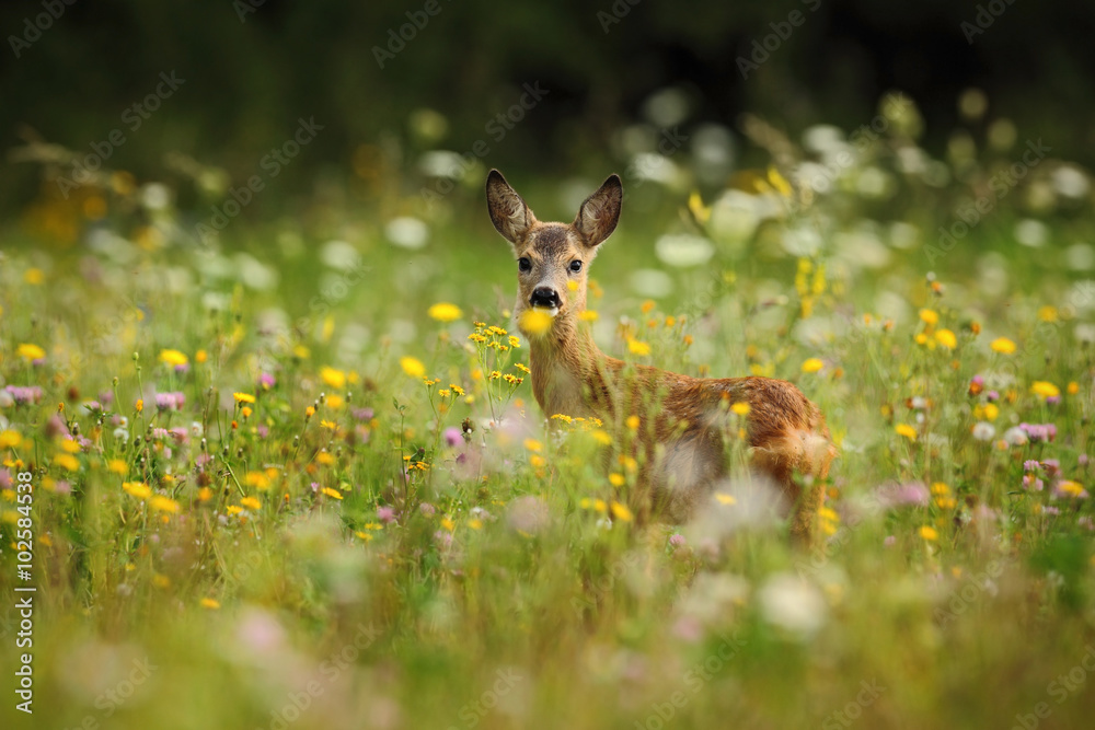 Roe deer，Capreolus Capreolus，咀嚼着绿色的叶子，美丽的盛开的草地上有很多白色和y