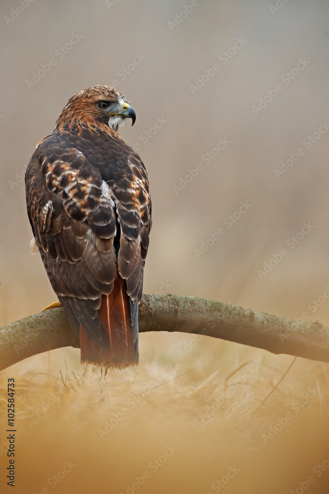 猛禽红尾鹰，牙买加Buteo jamaicensis，背景为模糊栖息地的肖像