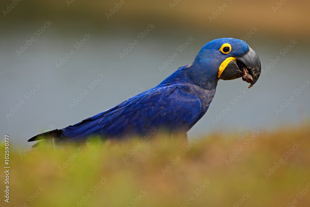 大蓝鹦鹉风信子Macaw的肖像，Anodorhynchus hyacinthinus，Pantanal，巴西，南美