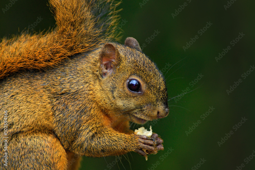 杂色松鼠，杂色Sciurus varietoides，带食物，头像，哥斯达黎加