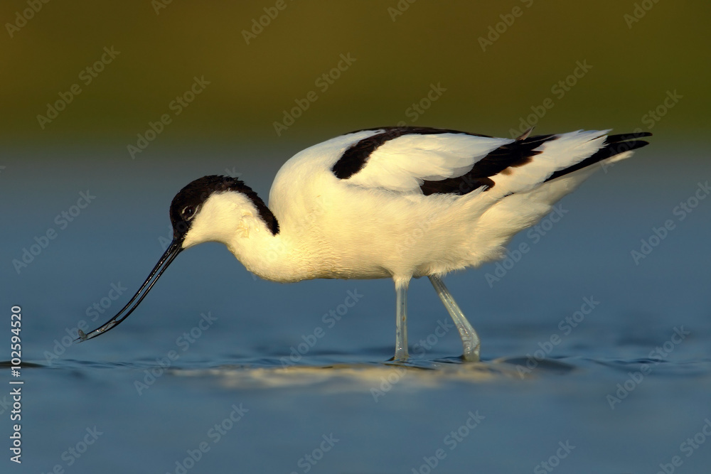 Pied Avocet，Recurvirostra avocetta，蓝色水中的黑白涉禽，淹没的头部，Franc