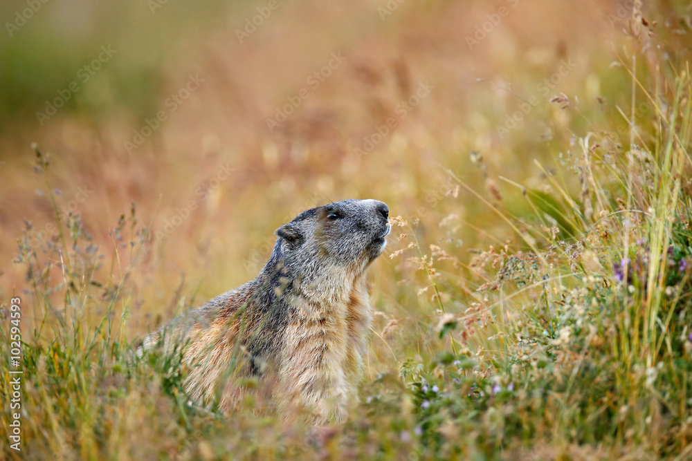 可爱的动物Marmot，Marmota Marmota，坐在草地上，Gran Paradiso，意大利