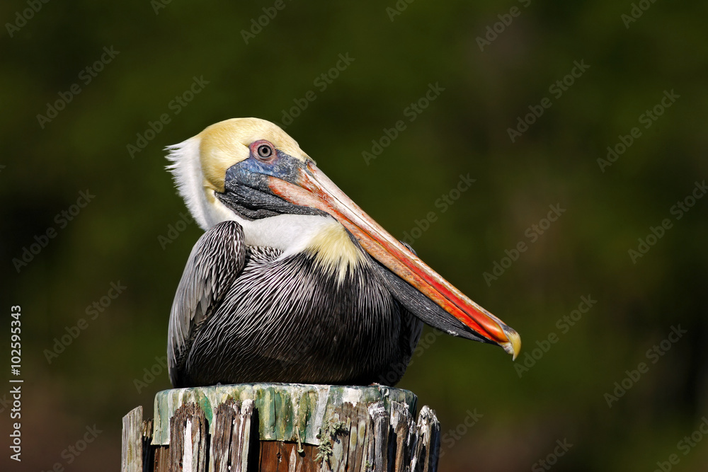 棕色鹈鹕，Pelecanus occidentalis，佛罗里达州，美国