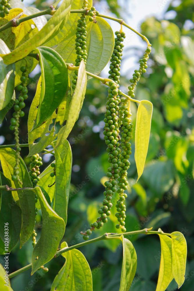 peper树上的鲜绿色peper