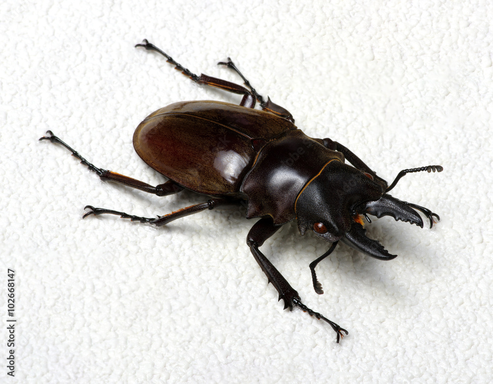 Stag beetle