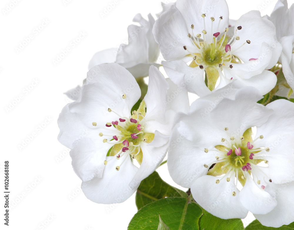  blossoms isolated on white