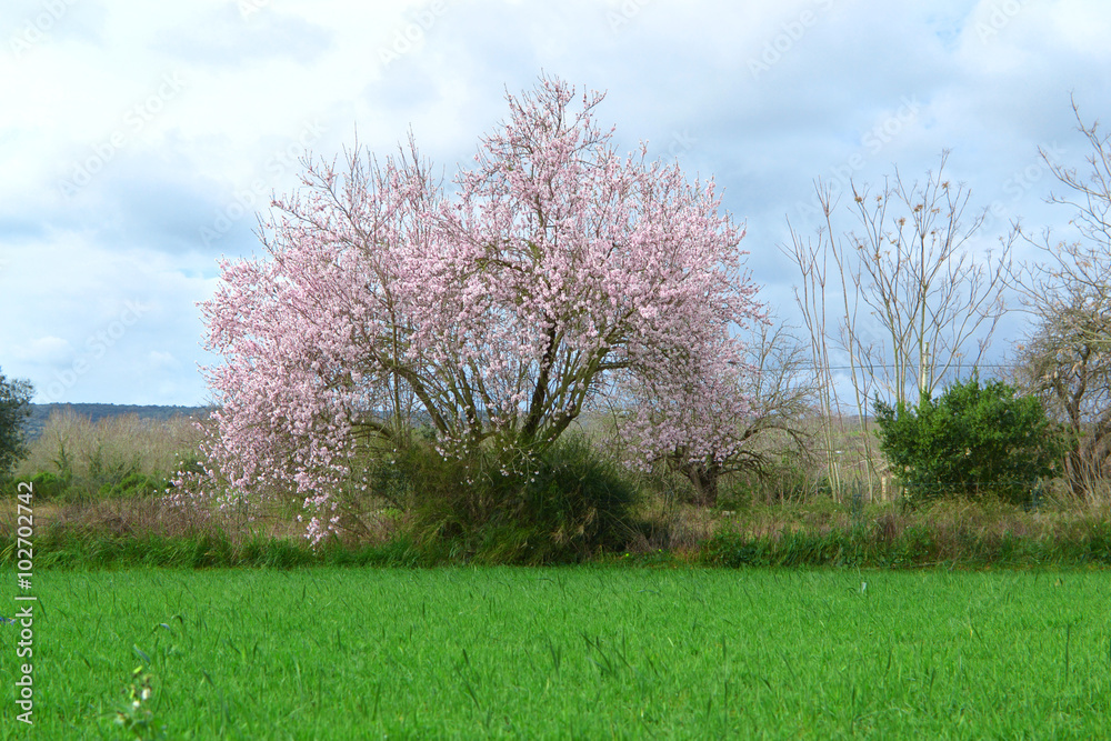 Albero di mandorlo