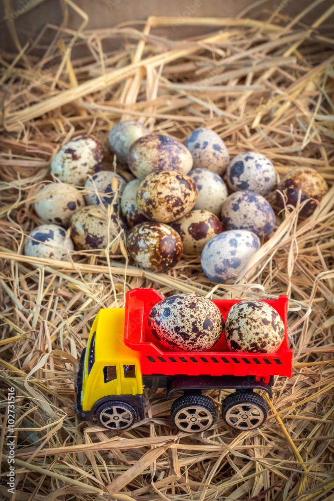 fresh eggs from farm  image of quail eggs with truck toy on nest background