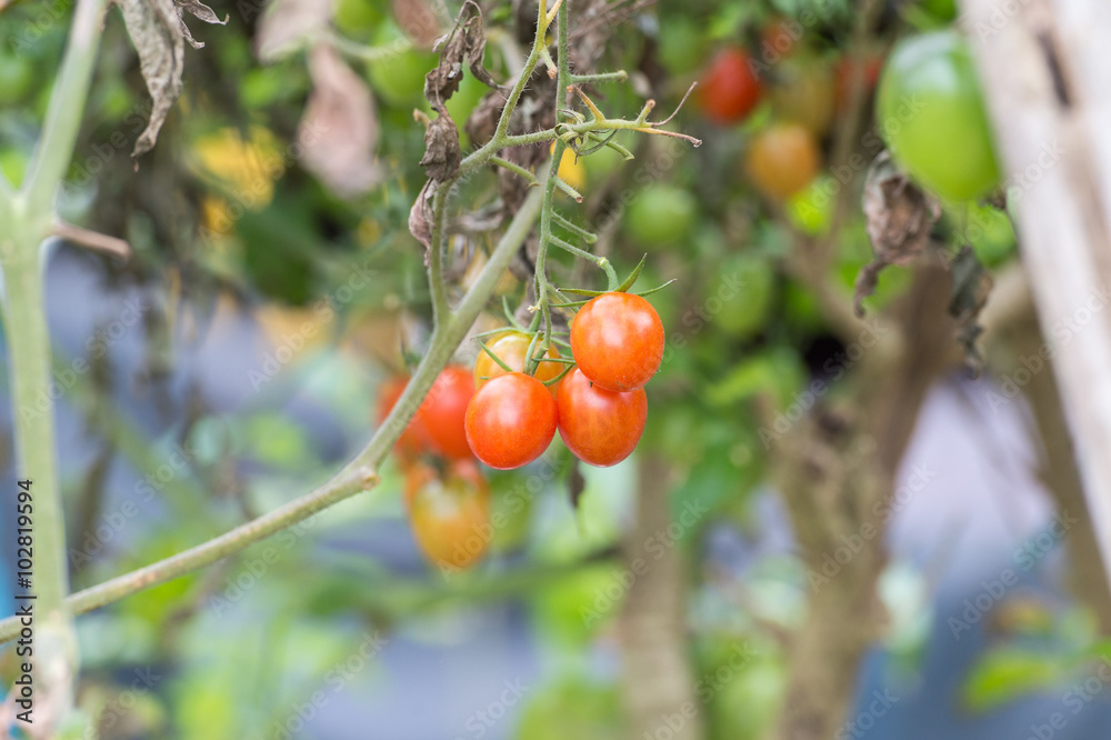 small tomatoes