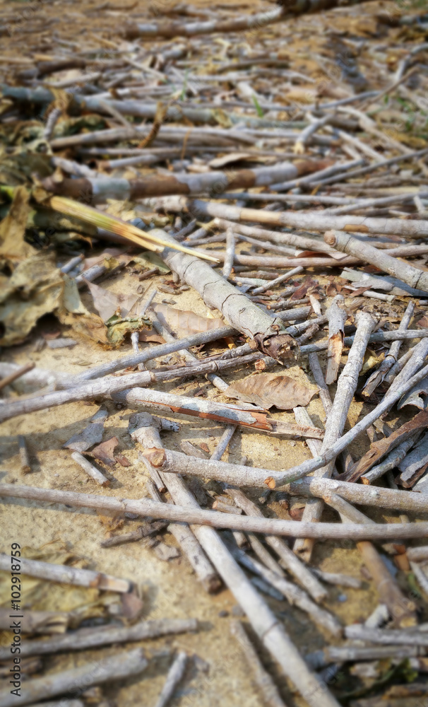 dry trunk on ground