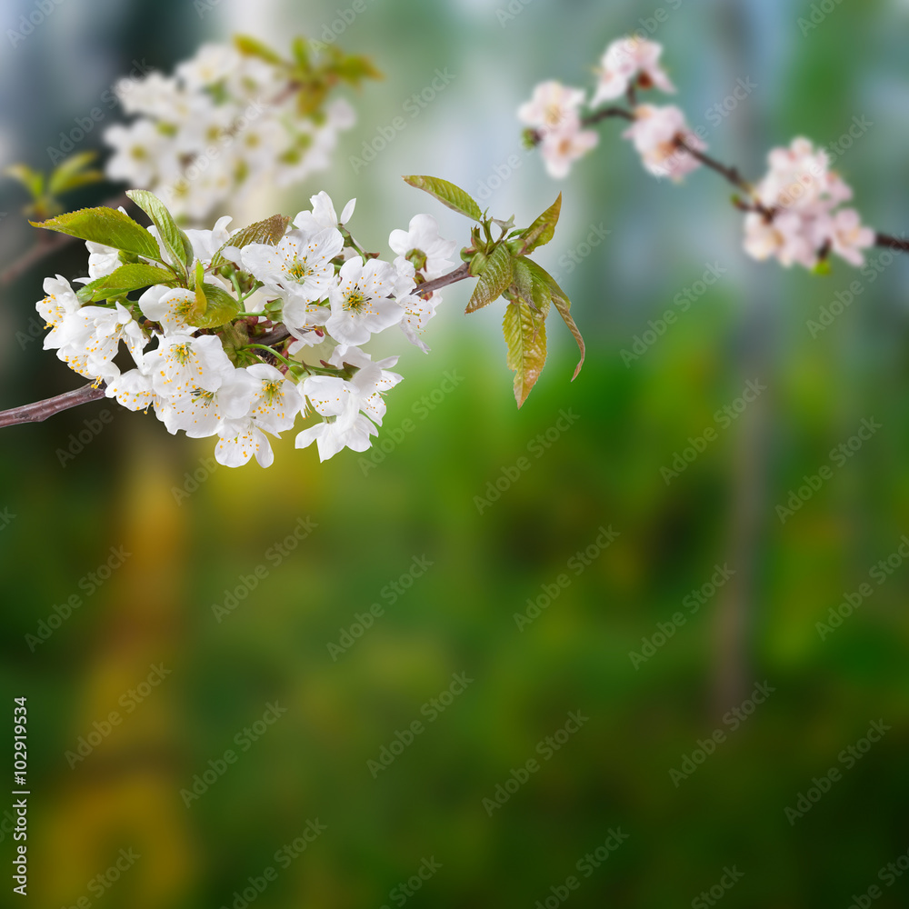 开着白花的樱桃枝