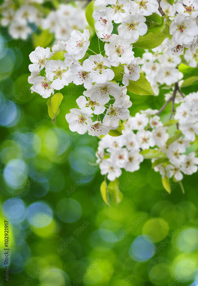 背景柔和的春花