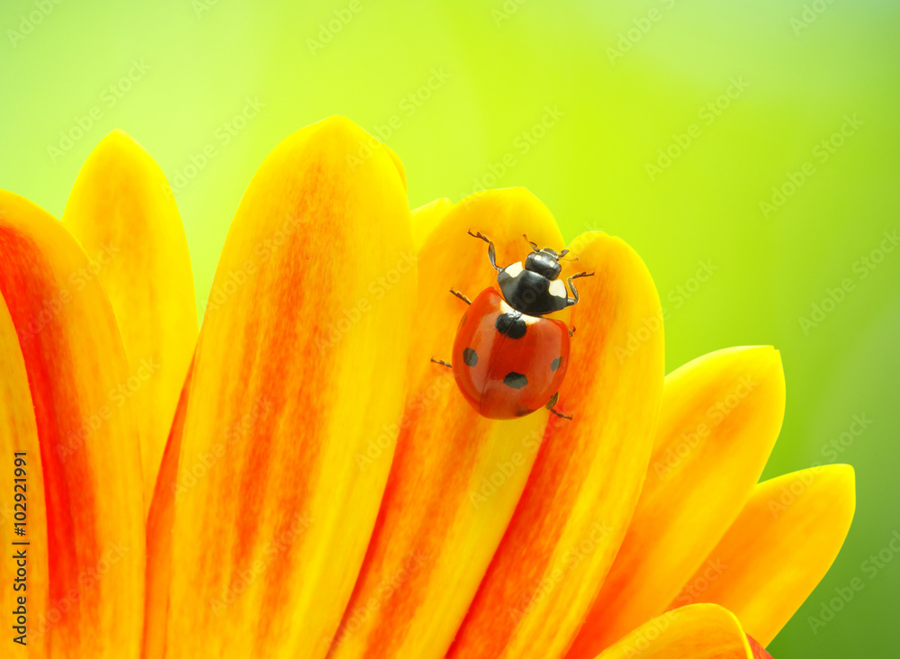 Ladybug and flower