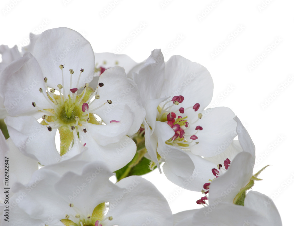  blossoms isolated on white