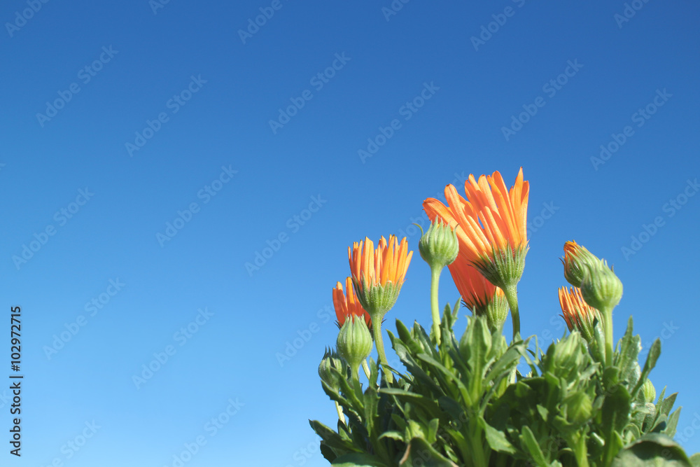 orange African daisy blooming in the blue sky