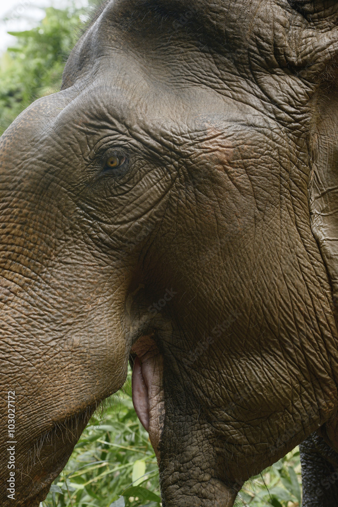 Cabeza de elefante asiático