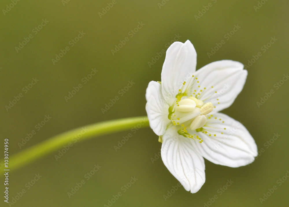 The wildflower Parnassia palustris