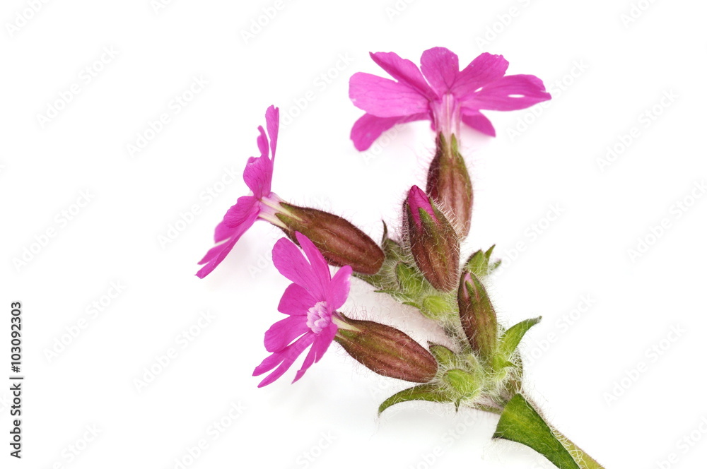 白色背景下的红campion Silene dioica