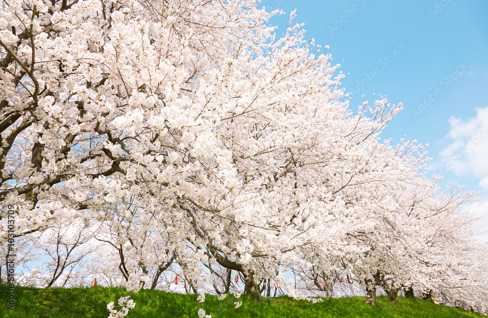 満開の桜　染井吉野