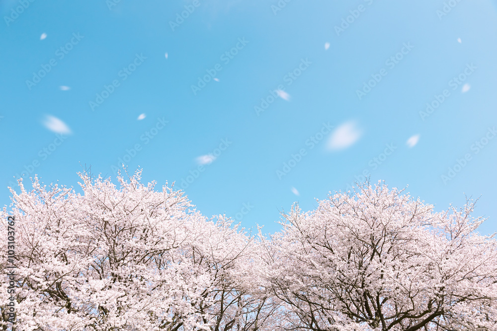 桜　桜吹雪　染井吉野