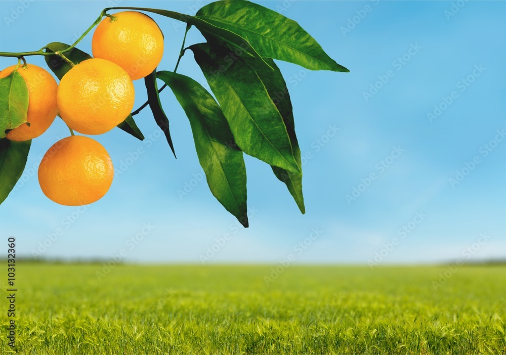 Orange Tree.