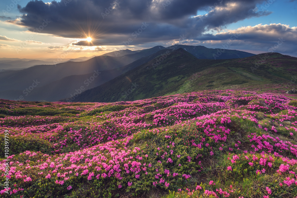 杜鹃花