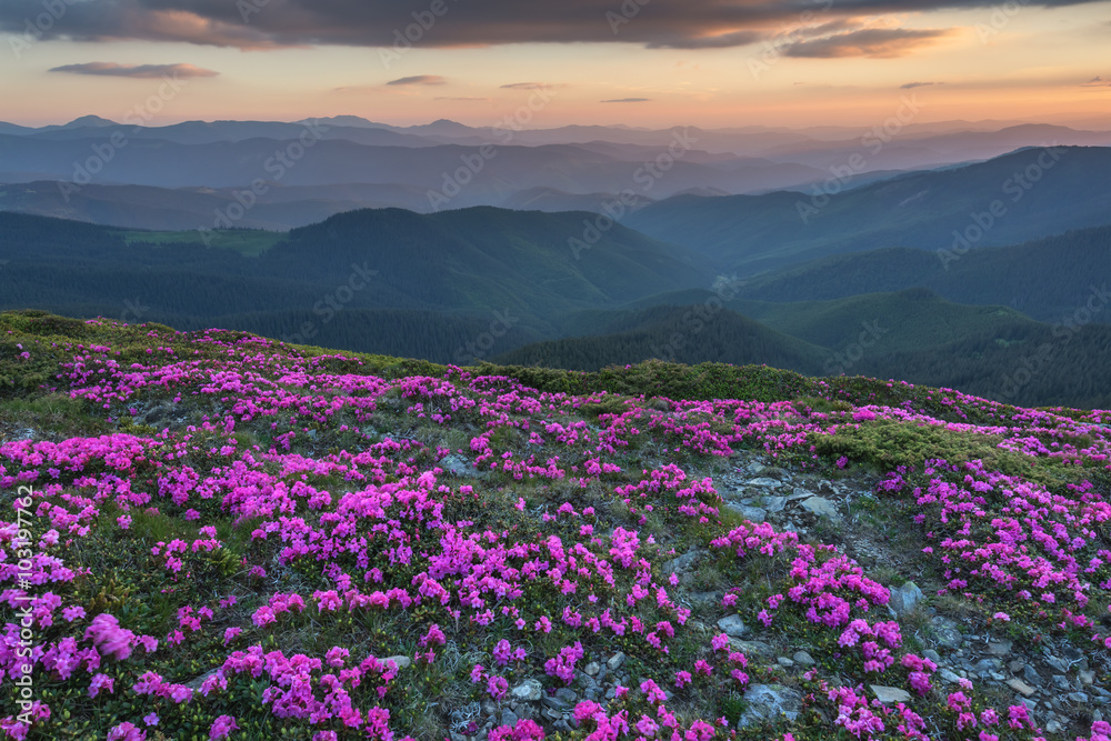 rhododendron