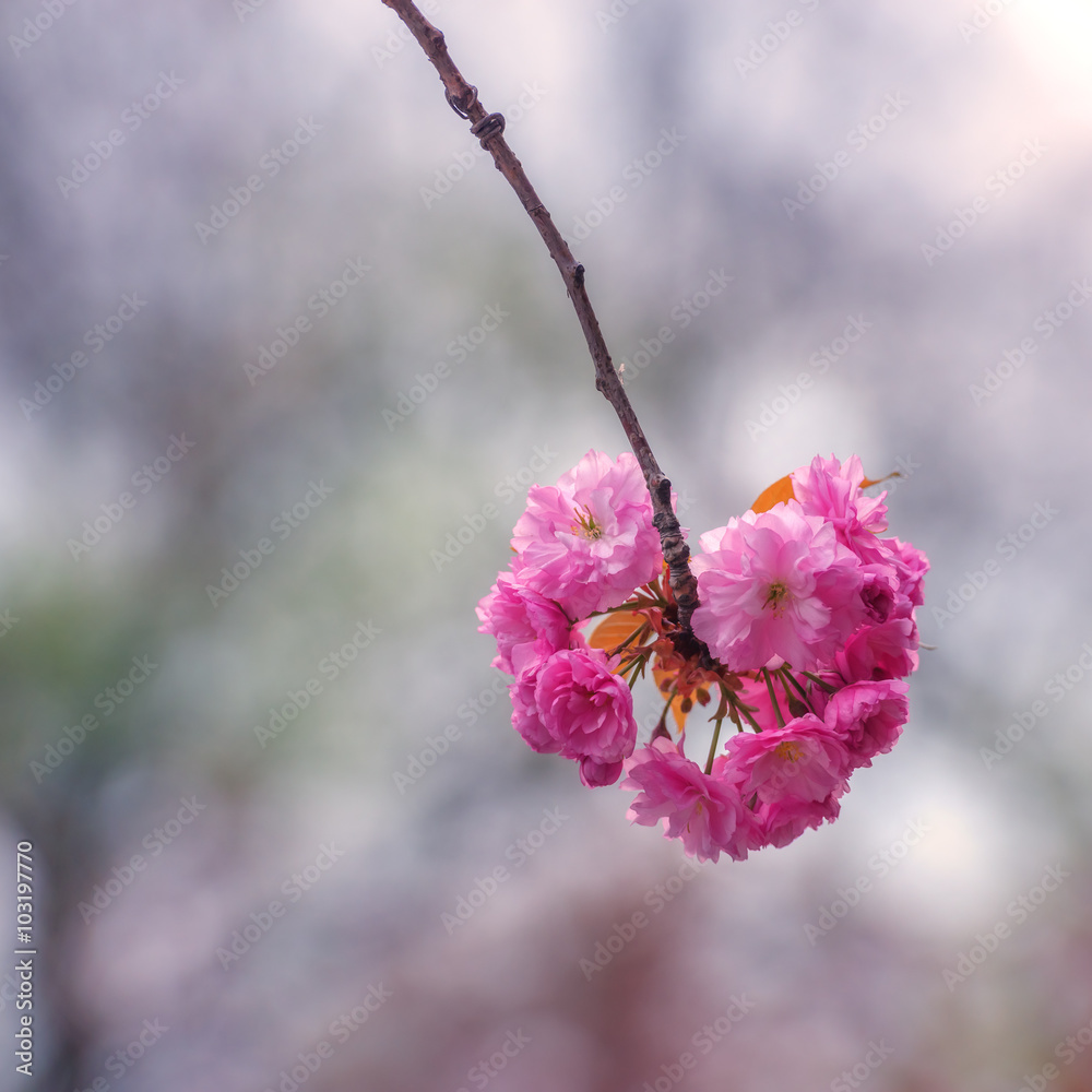 樱花