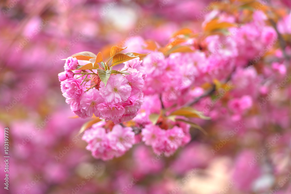 sakura