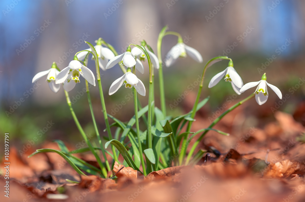 flowers