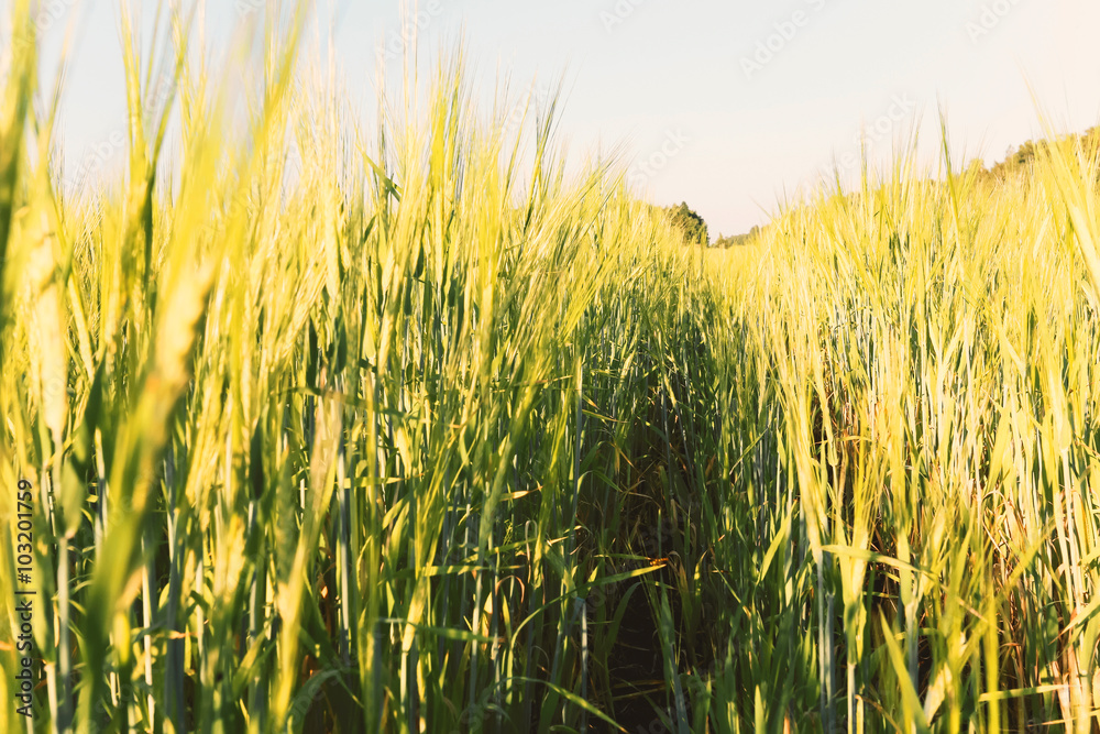 Golden wheat field