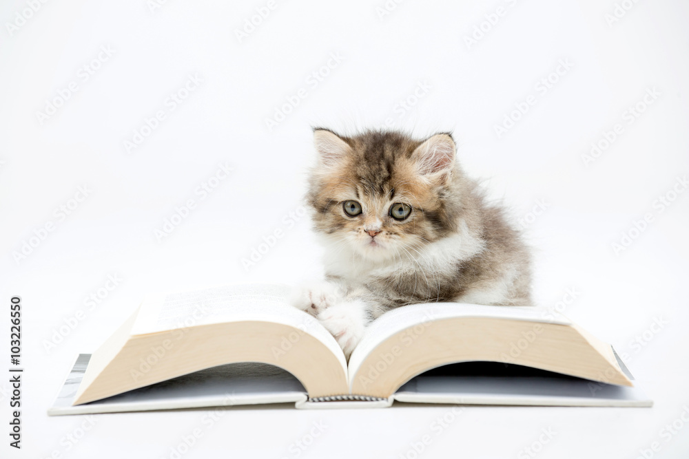 Little Persian kitten reading a book on isolated