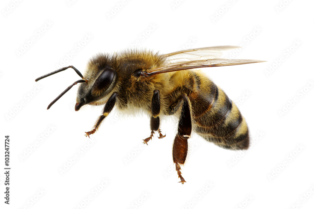 bee